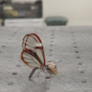 Meet your Posher, William